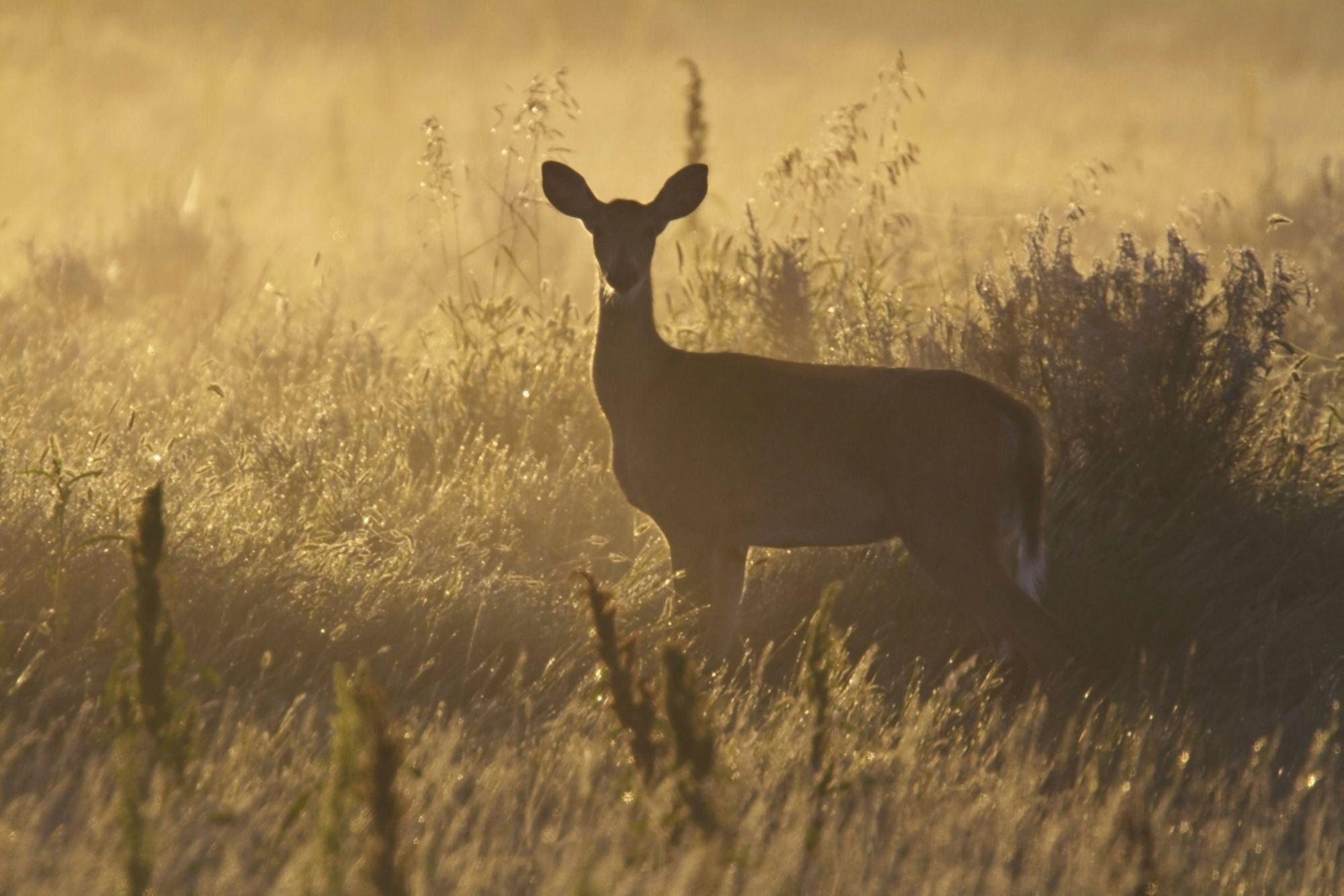 Mule deer backlit at sunrise in Grasslands National Park Saskatchewan Canada Canvas Art - Robert Postma Design Pics (17 x 11)