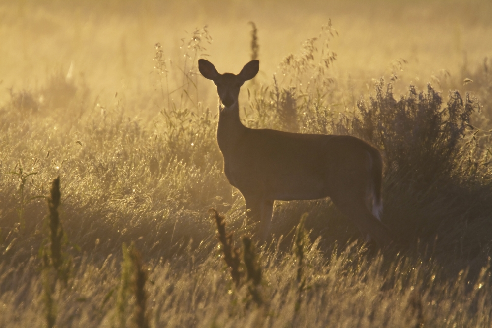 Mule deer backlit at sunrise in Grasslands National Park Saskatchewan Canada Canvas Art - Robert Postma Design Pics (34 x 22)