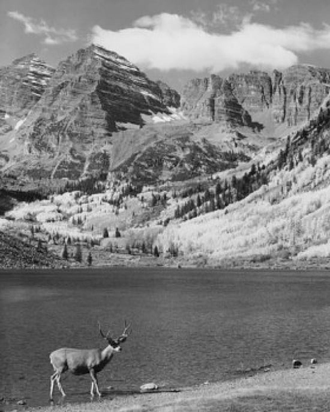 Mule deer standing at the lakeside Maroon Bells Colorado USA (Odocoileus hemionus) Canvas Art - (18 x 24)