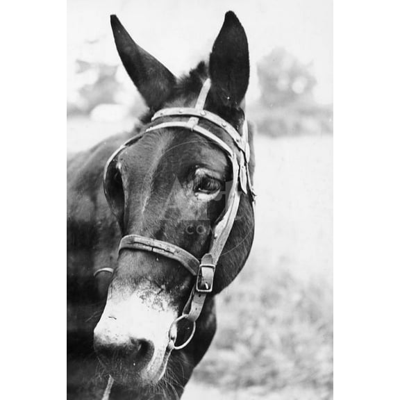 Mules Head, Unframed Photographic Print Wall Art by Philip Gendreau Sold by ArtCom