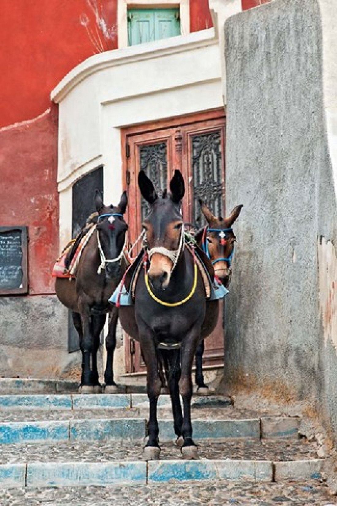 Mules Imerovigli Santorini Greece Canvas Art - Adam Jones DanitaDelimont (23 x 35)