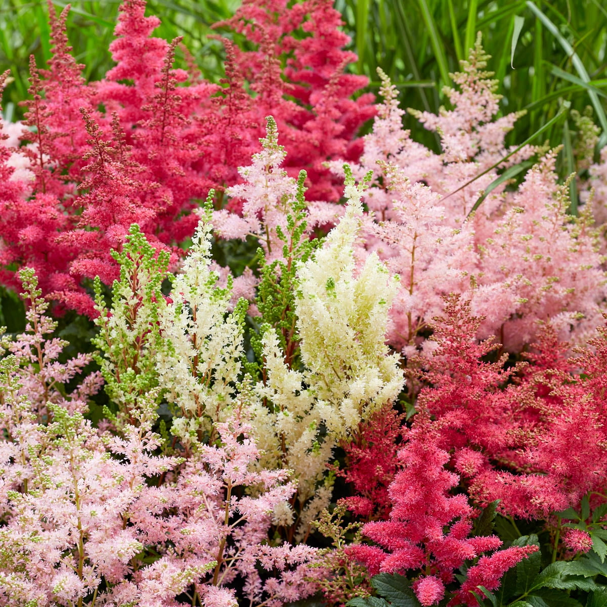 Mulit-Color Flowering Astilbe Garden Mixture Dormant Bare Root Perennial Starter Plant Roots, 10 Plants per Offer