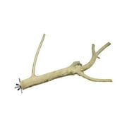 Exotic Nutrition Multi-Branch Perch (Small) - Durable Branch Cage Accessory - Sugar Gliders, Rats, Parrots, Conures, Birds