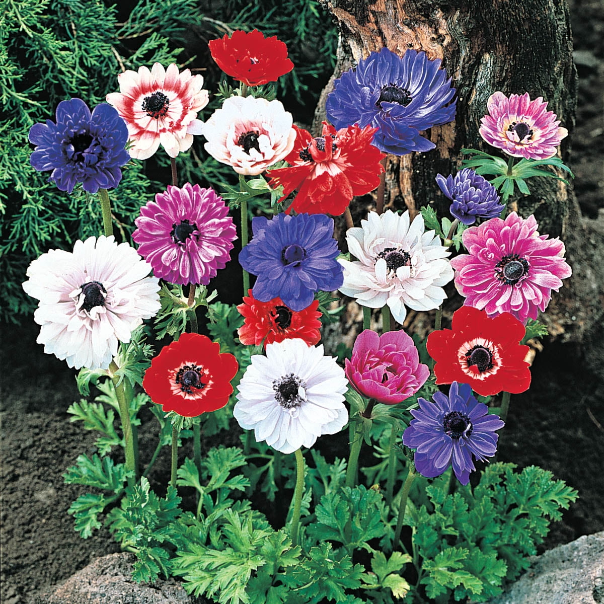 Multicolor Anemone Flowering Bulb Mix for Spring and Summer