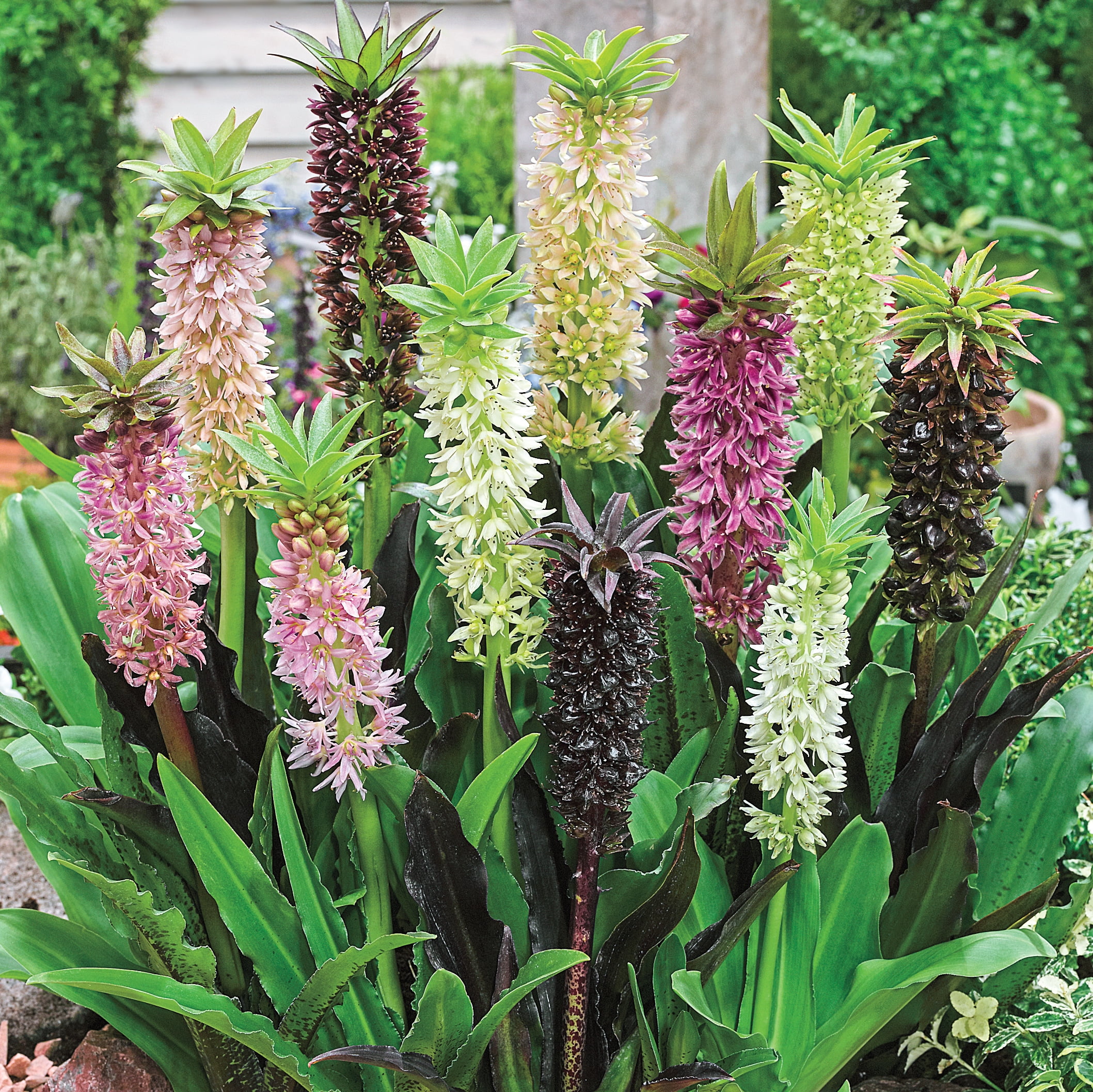 Multicolor Flowering Pineapple Lily Bulb Mix with Green Leaves