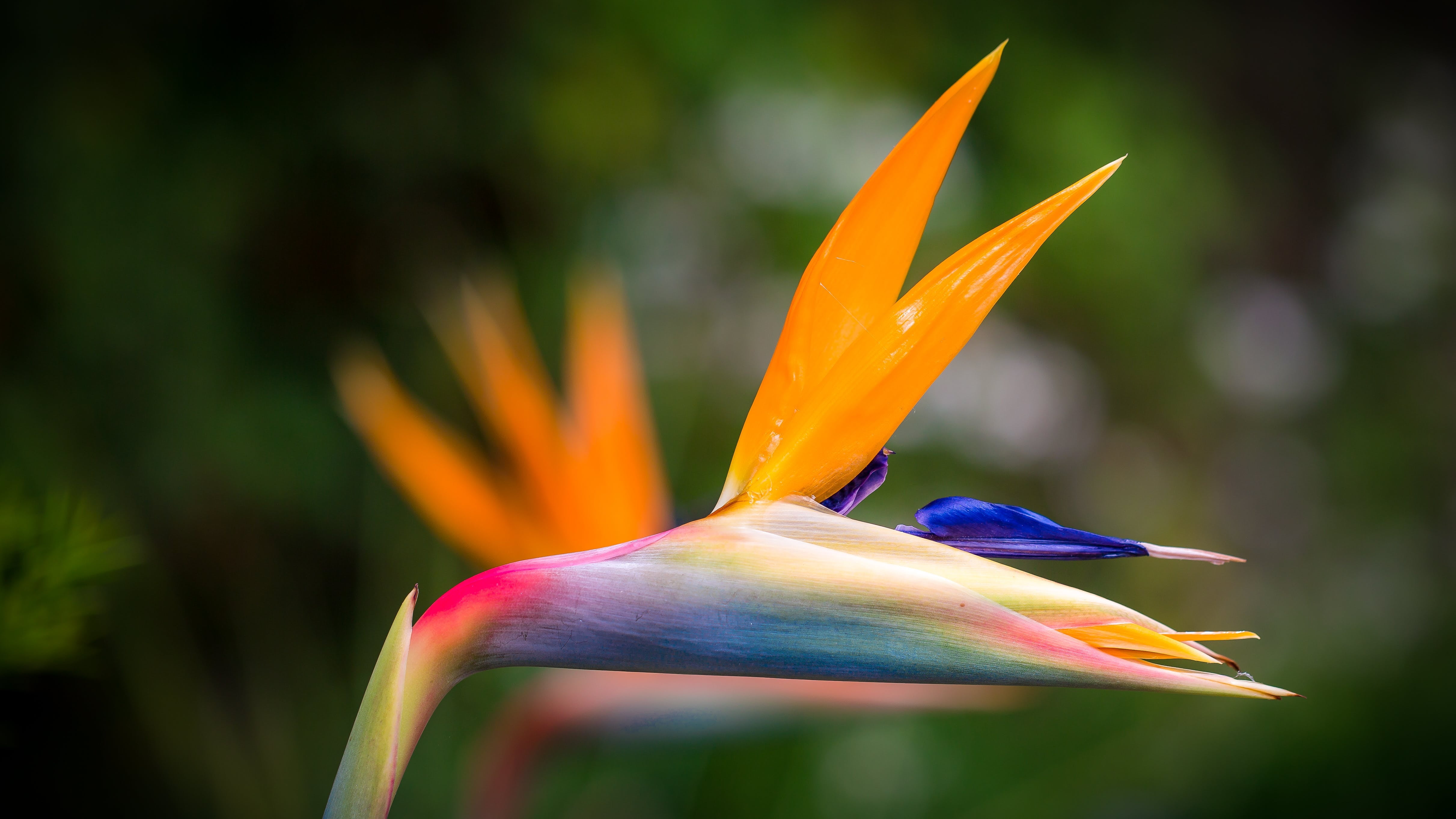 Multi Color Live Bird of Paradise Plant, 4