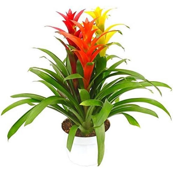 Multi-Colored Bromeliad Planter - 3 Live Plants in a Single 6 Inch Pot - Colorful Indoor Tropical Houseplant