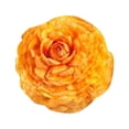 thumbnail image 1 of Multi-Colored Ranunculus Bulbs Pack Of 10, Double-Flowered Blooms In Red Yellow Pink Orange White, Spring Garden Plant For Wedding Bouquets Table Settings Bridal Florals Birthdays, 1 of 2