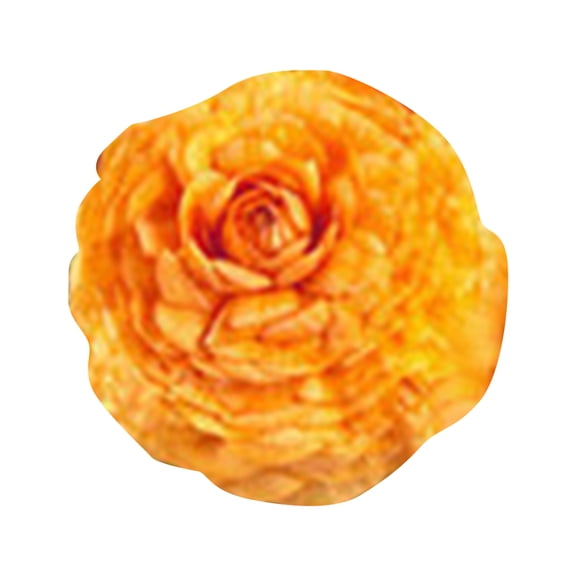 Multi-Colored Ranunculus Bulbs Pack Of 10, Double-Flowered Blooms In Red Yellow Pink Orange White, Spring Garden Plant For Wedding Bouquets Table Settings Bridal Florals Birthdays