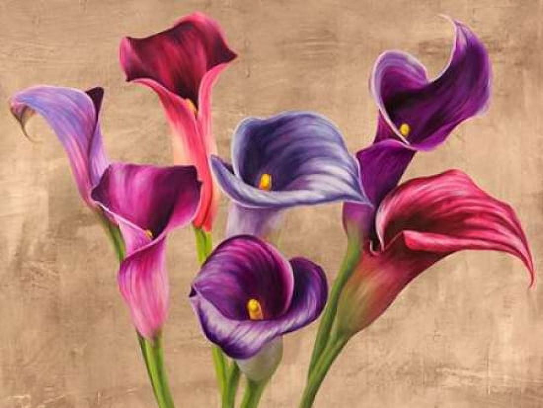 Multi-colored Callas Canvas Art - Jenny Thomlinson (22 x 28)