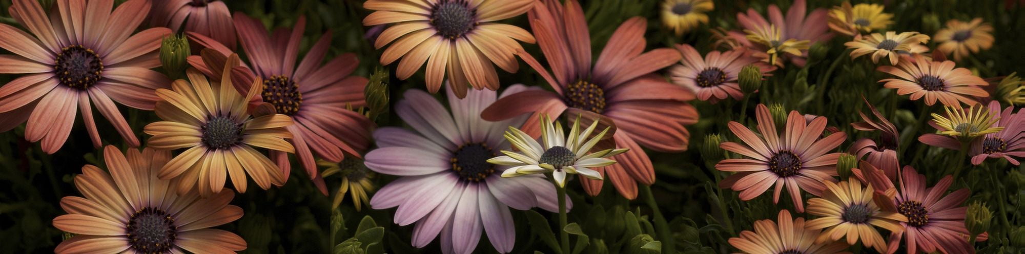 Multi-colored Daisy flowers Canvas Art - Panoramic Images (27 x 9)