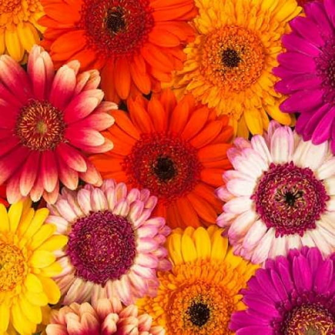 Multi-coloured Gerbera flowers Canvas Art - Assaf Frank (24 x 24)