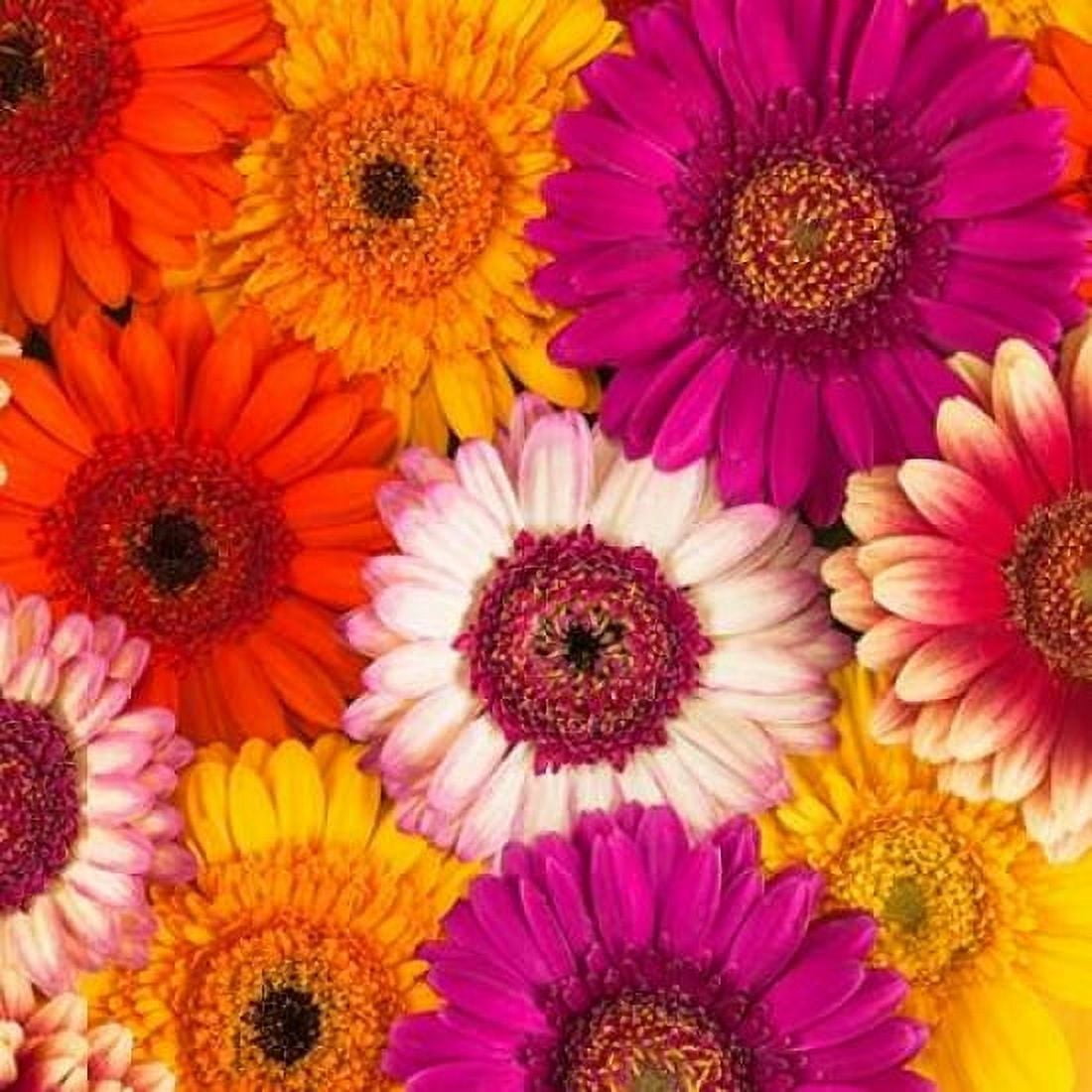 Multi-coloured Gerbera flowers Canvas Art - Assaf Frank (24 x 24)