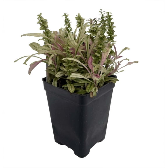 Multicolor Ajuga reptans - 2.5" Pot - Carpet Bugle - Fairy Garden