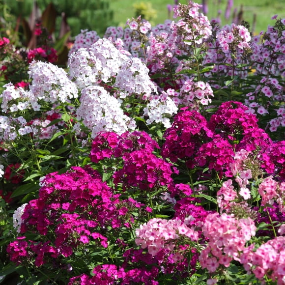 Multicolor Double Phlox Collection - 3 Bare Roots - Red, Pink, Purple, White Flowers-Attracts Butterflies, Bees & Hummingbirds-Spring Garden Perennial