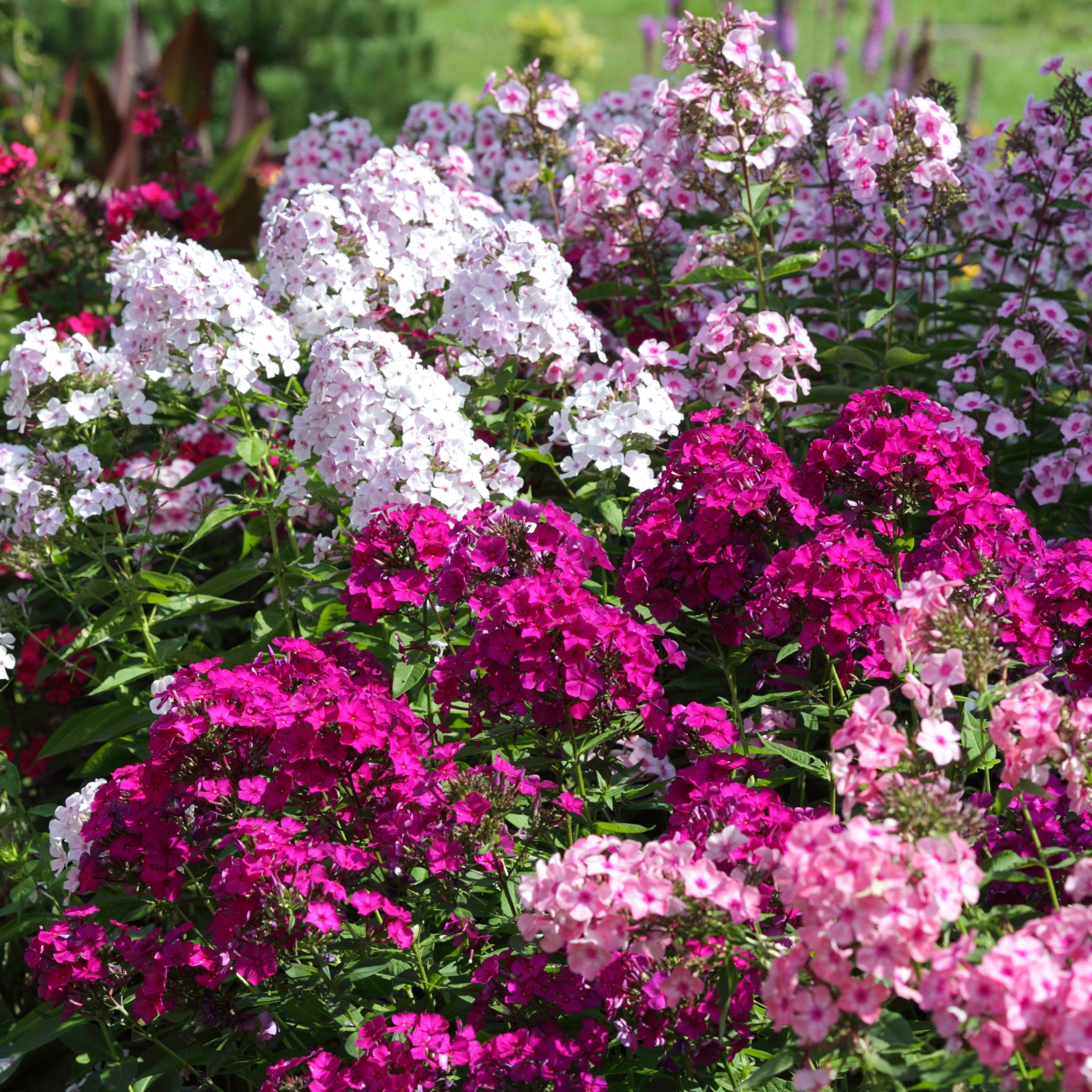 Multicolor Double Phlox Collection - 3 Bare Roots - Red, Pink, Purple, White Flowers-Attracts Butterflies, Bees \u0026 Hummingbirds-Spring Garden Perennial