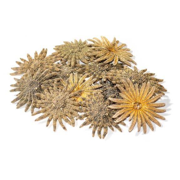 Multileg Sunflower Starfish Sea Shell Wedding Real Beach Craft 2"-3"(12 pcs) #52