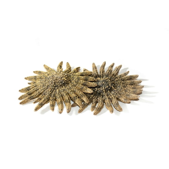 Multileg Sunflower Starfish Sea Shell Wedding Real Beach Craft 2-3"(2 pcs)#JC-52
