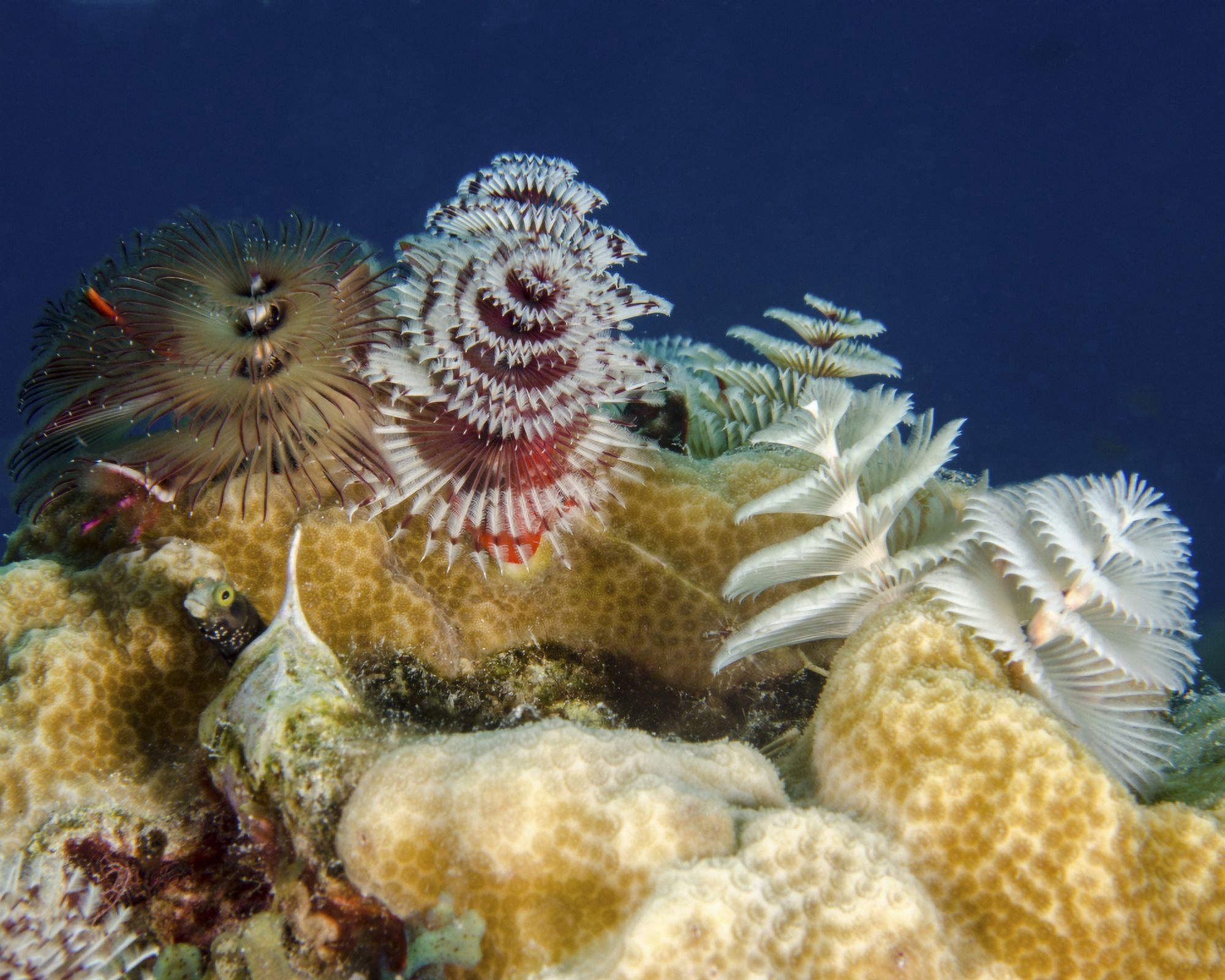 Multiple christmas tree worms Curacao Canvas Art - Brent BarnesStocktrek Images (32 x 25)