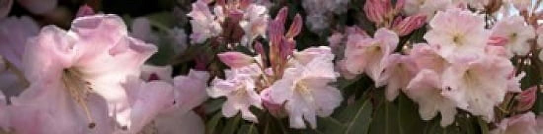 Multiple images of pink Rhododendron flowers Canvas Art - Panoramic Images (40 x 10)