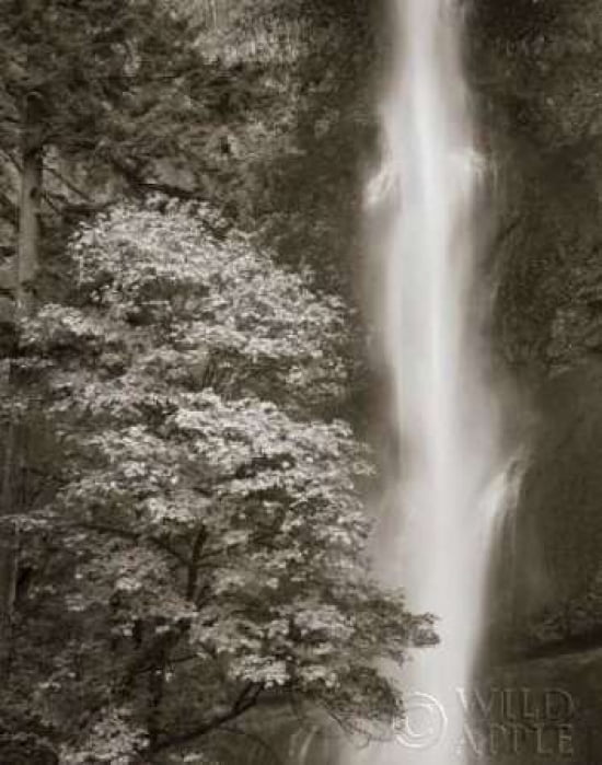 Multnomah Falls Canvas Art - Alan Majchrowicz (22 x 28)