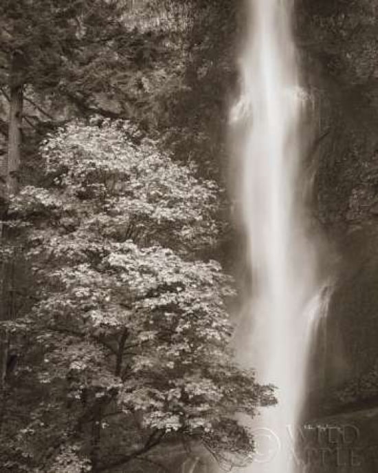 Multnomah Falls Canvas Art - Alan Majchrowicz (24 x 30)