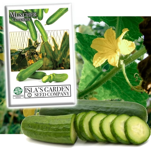 Muncher Cucumber (Cucumis sativus) Seeds - 25+ Non-GMO Heirloom Seeds for Planting by Isla's Garden Seeds, Perfect for Home Gardens