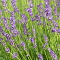 thumbnail image 1 of Munstead Lavender Dormant Bare Root Perennial Plant, 1-Pack, 1 of 2