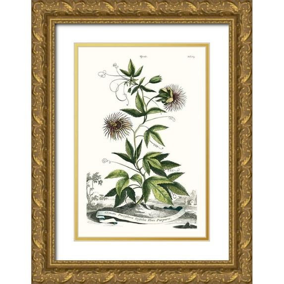 Munting, Abraham 11x14 Gold Ornate Wood Framed with Double Matting Museum Art Print Titled - Munting Garden Varieties II