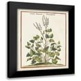thumbnail image 1 of Munting, Abraham 12x14 Black Modern Framed Museum Art Print Titled - Munting Botanicals V, 1 of 5