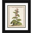 thumbnail image 1 of Munting, Abraham 12x14 Black Ornate Wood Framed with Double Matting Museum Art Print Titled - Munting Botanicals IV, 1 of 4