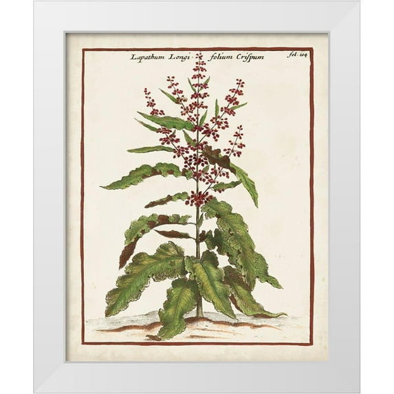 Munting, Abraham 12x14 White Modern Wood Framed Museum Art Print Titled - Munting Botanicals II