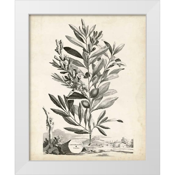Munting, Abraham 12x14 White Modern Wood Framed Museum Art Print Titled - Scenic Botanical VI