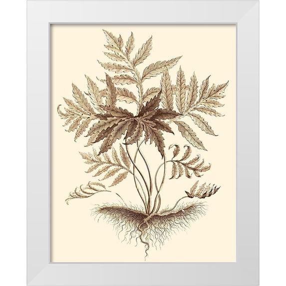 Munting, Abraham 15x18 White Modern Wood Framed Museum Art Print Titled - Sepia Munting Foliage IV
