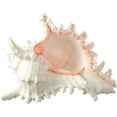 thumbnail image 1 of Murex Ramosus Shell | 1 Murex Sea Shell | 6-7" Large, 1 of 6
