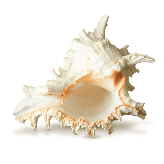 Murex Ramosus Shell Real Murex Sea Shell Large 7-9" Large Sea Shells for Decorating Jumbo Seashell