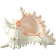 thumbnail image 1 of Murex Ramosus Shell Real Murex Sea Shell Large 7-9" Large Sea Shells for Decorating Jumbo Seashell, 1 of 5
