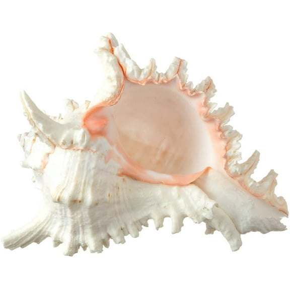 Murex Ramosus Shell Real Murex Sea Shell Large 7-9" Large Sea Shells for Decorating Jumbo Seashell