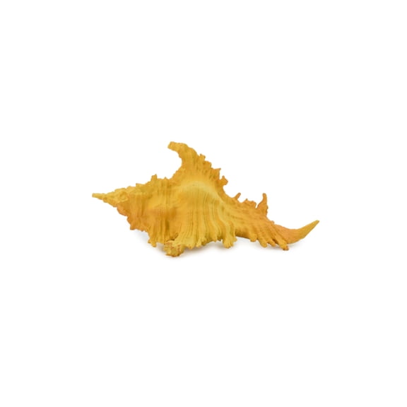 Murex Shell, Sea Snell, Pantone Color, Ocean, Sea Life, Plastic Figure, Model, Realistic Replica, Educational, Figurine, Animal, Life Like, Gift, 2" F4114 B96