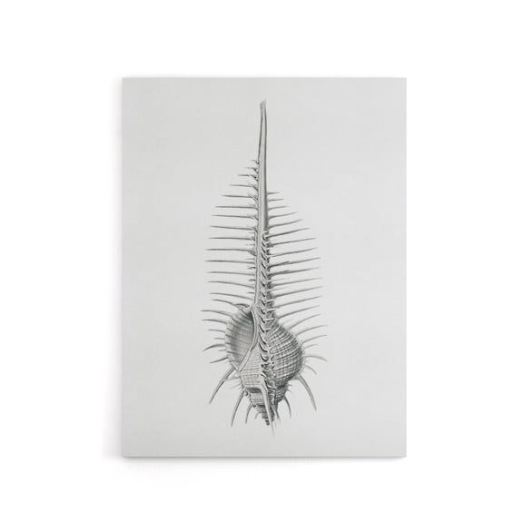 Murex Shell Seashell Drawing Haeckel Botanical Canvas Wall Art 12X16"