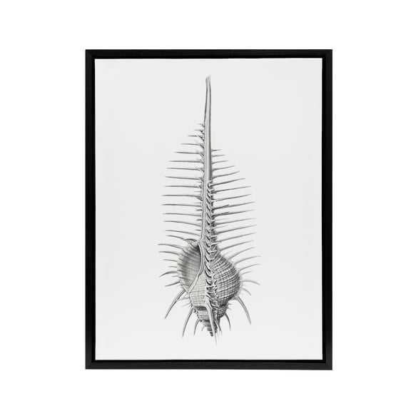 Murex Shell Seashell Drawing Haeckel Botanical Framed Canvas Wall Art 12X16"