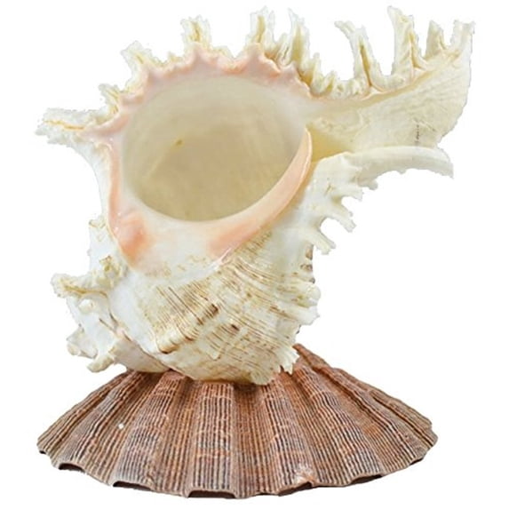 Murex Shell with Lion Paw Seashell Base Lamp Night Light