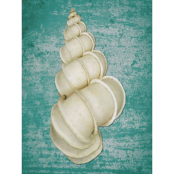 Murex shell on Aqua Poster Print - GST (24 x 36)