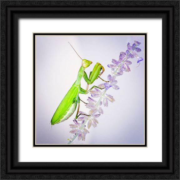 Murphy, Benton 12x12 Black Ornate Wood Framed with Double Matting Museum Art Print Titled - Praying Mantis On Russian Sage