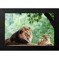 thumbnail image 1 of Murphy, Mehgan 14x11 Black Modern Framed Museum Art Print Titled - African Lion, 1 of 4