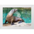 thumbnail image 1 of Murphy, Mehgan 14x11 White Modern Wood Framed Museum Art Print Titled - California Sea Lion, 1 of 4