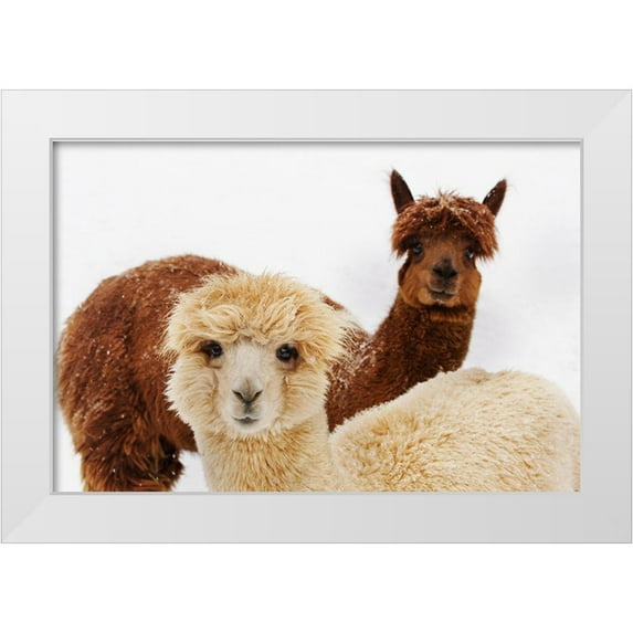 Murphy, Mehgan 24x17 White Modern Wood Framed Museum Art Print Titled - Alpacas