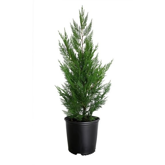 Murray Cypress | 1 Large Gallon Size Tree | Cupressocyparis leylandii ‘Murray’ | Fast Growing Evergreen | Privacy Screen Landscape Plants