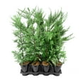 thumbnail image 1 of Murray Cypress | 10 Live Quart Size Trees | Cupressocyparis leylandii ‘Murray’ | Fast Growing Evergreen | Privacy Screen Landscape Plants, 1 of 6