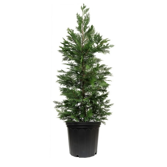 Murray Cypress | 3 Extra Large 3 Gallon Trees | Cupressocyparis leylandii ‘Murray’ | Fast Growing Evergreen | Privacy Screen Landscape Plants
